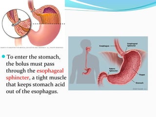 To enter the stomach,
the bolus must pass
through the esophageal
sphincter, a tight muscle
that keeps stomach acid
out of the esophagus.
 