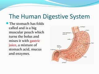 The Human Digestive System
The stomach has folds
called and is a big
muscular pouch which
turns the bolus and
mixes it with gastric
juice, a mixture of
stomach acid, mucus
and enzymes.
 