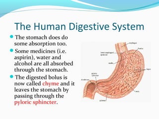 The Human Digestive System
The stomach does do
some absorption too.
Some medicines (i.e.
aspirin), water and
alcohol are all absorbed
through the stomach.
The digested bolus is
now called chyme and it
leaves the stomach by
passing through the
pyloric sphincter.
 