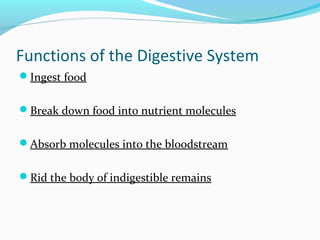 Functions of the Digestive System
Ingest food
Break down food into nutrient molecules
Absorb molecules into the bloodstream
Rid the body of indigestible remains
 