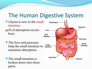 The Human Digestive System
Chyme is now in the small
intestine.
90% of absorption occurs
here.
The liver and pancreas
help the small intestine to
maximize absorption.
The small intestine is
broken down into three
parts:
 