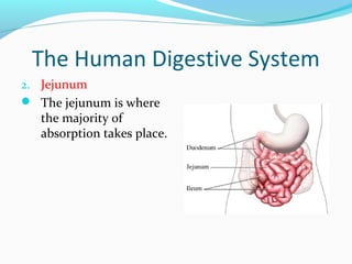 The Human Digestive System
2. Jejunum
 The jejunum is where
the majority of
absorption takes place.
 