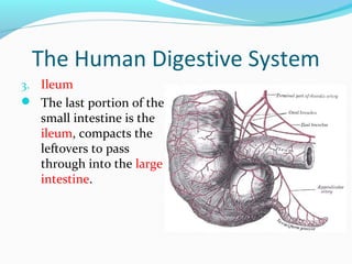 The Human Digestive System
3. Ileum
 The last portion of the
small intestine is the
ileum, compacts the
leftovers to pass
through into the large
intestine.
 
