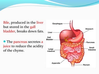 Bile, produced in the liver
but stored in the gall
bladder, breaks down fats.
The pancreas secretes a
juice to reduce the acidity
of the chyme.
 