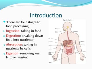 Introduction
There are four stages to
food processing:
1. Ingestion: taking in food
2.Digestion: breaking down
food into nutrients
3. Absorption: taking in
nutrients by cells
4.Egestion: removing any
leftover wastes
 