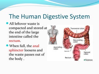 The Human Digestive System
All leftover waste is
compacted and stored at
the end of the large
intestine called the
rectum.
When full, the anal
sphincter loosens and
the waste passes out of
the body .
 