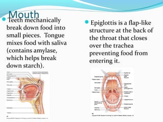 MouthTeeth mechanically
break down food into
small pieces. Tongue
mixes food with saliva
(contains amylase,
which helps break
down starch).
Epiglottis is a flap-like
structure at the back of
the throat that closes
over the trachea
preventing food from
entering it.
 