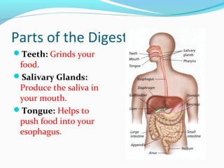Parts of the Digestive System
Teeth: Grinds your
food.
Salivary Glands:
Produce the saliva in
your mouth.
Tongue: Helps to
push food into your
esophagus.
 