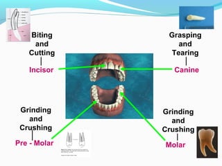 Biting
and
Cutting
Incisor
Grasping
and
Tearing
Canine
Grinding
and
Crushing
Pre - Molar
Grinding
and
Crushing
Molar
 