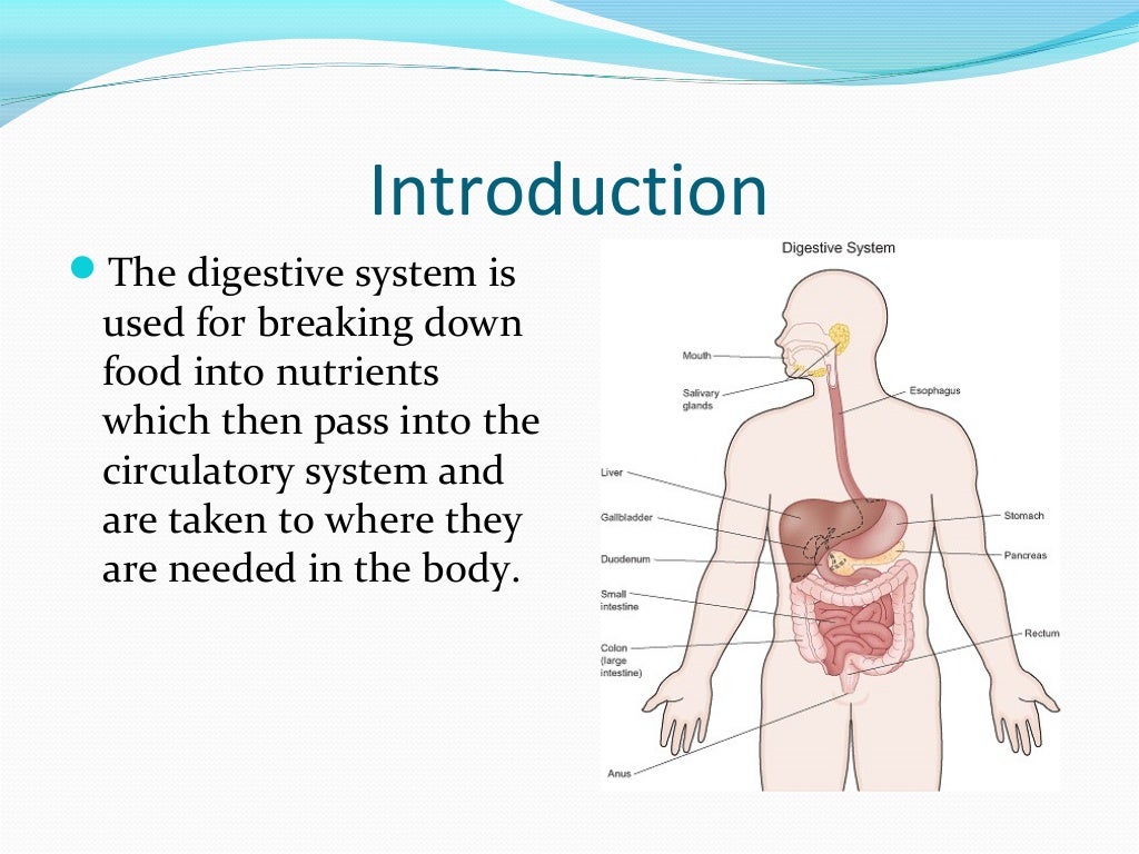 digestive system presentation in english
