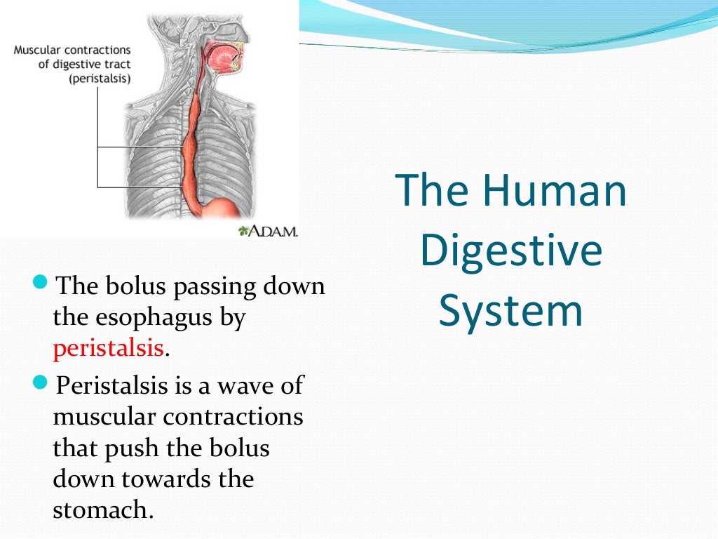 The digestive system ppt