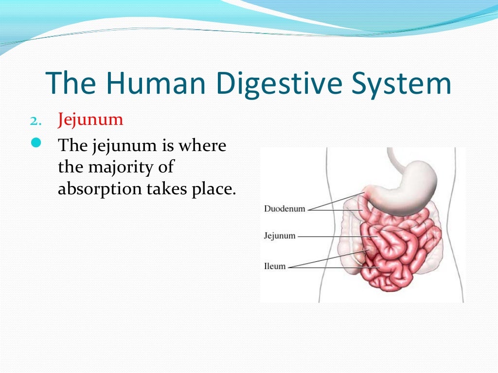 The Digestive System Ppt