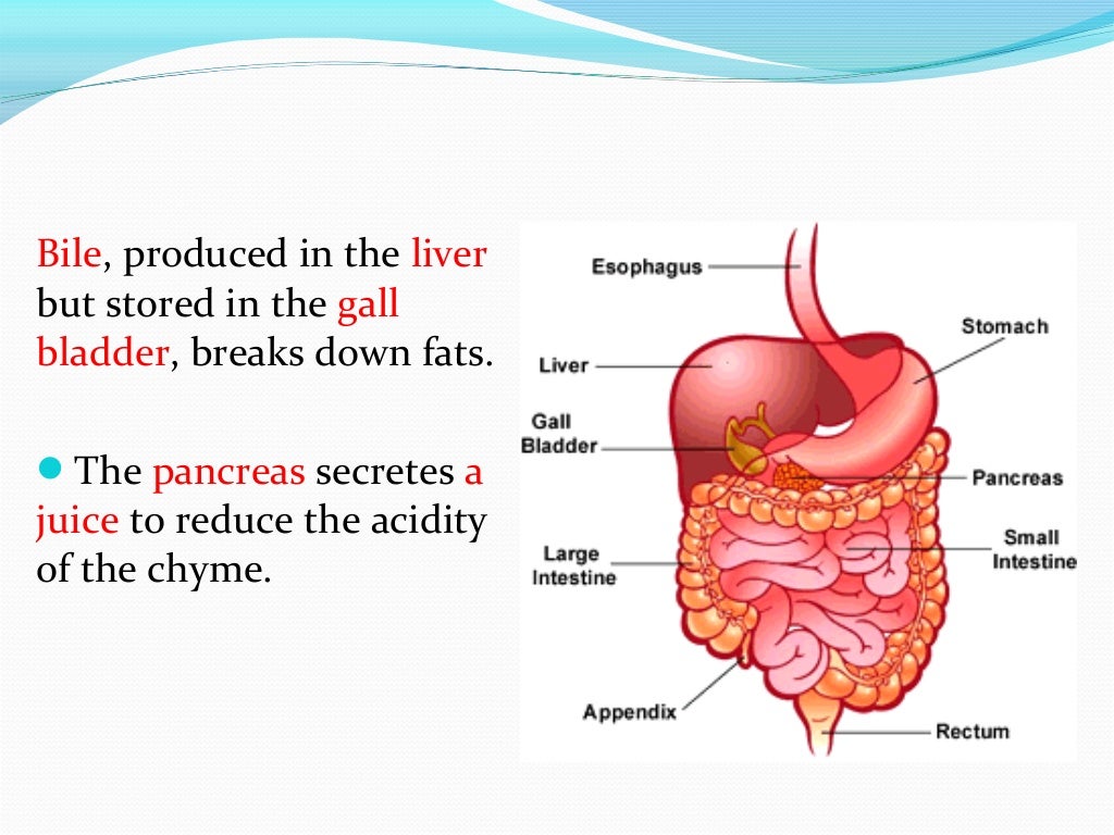 The digestive system ppt
