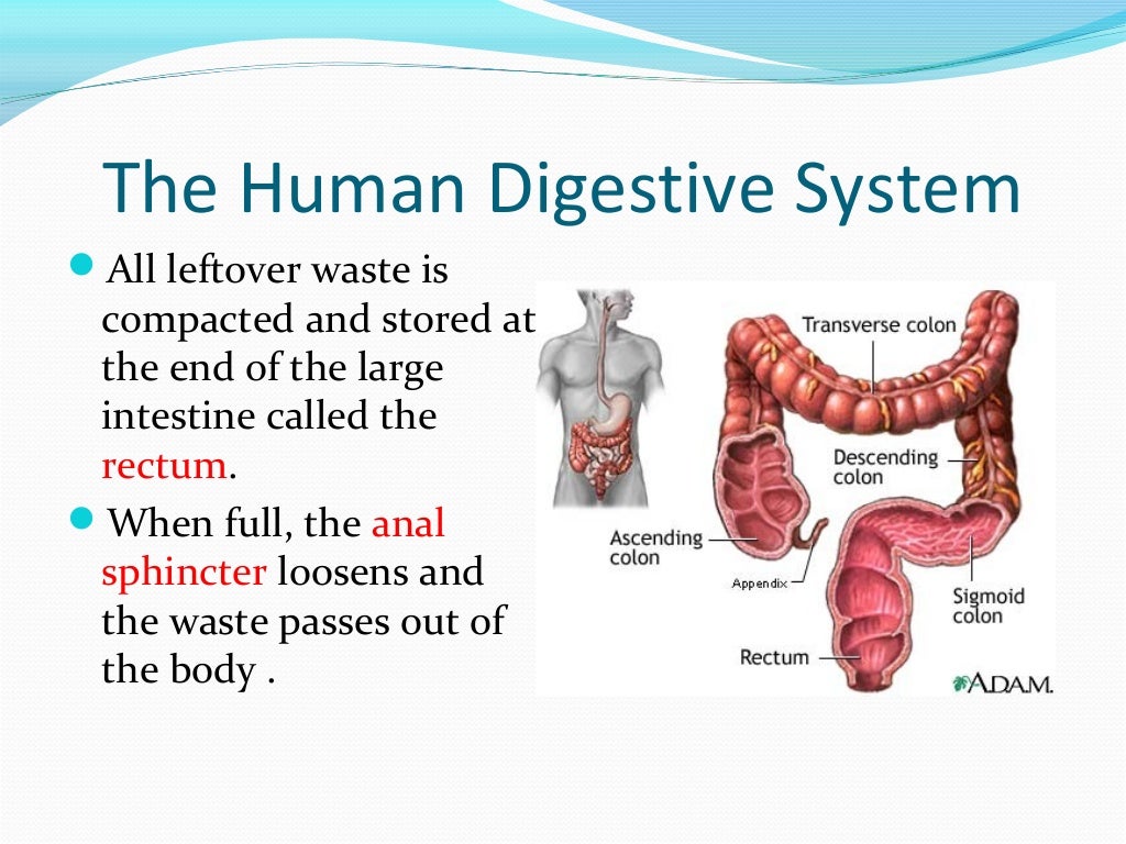 The Digestive System Ppt