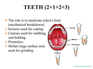 The digestive system ppt | PPTX