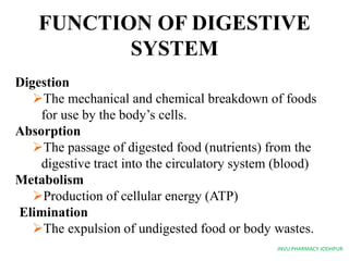 Organs Of The Digestive System Ppt