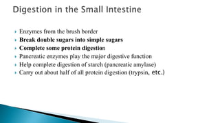 The digestive system ppt - Copy (2).pptx