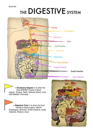 The Digestive System: Model | PDF