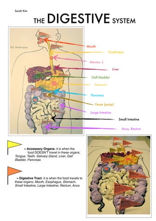 The Digestive System: Model | PDF