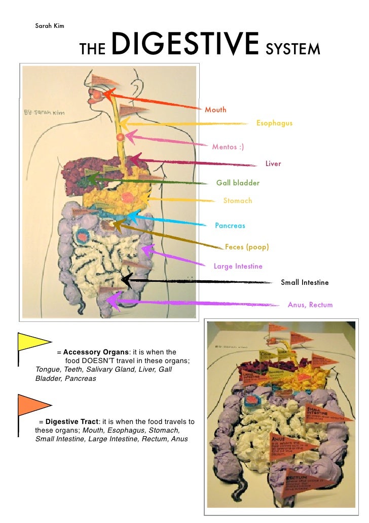 The Digestive System: Model
