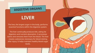 DIGESTIVE ORGANS
The liver, the largest organ in the body, performs
essential functions within the digestive system.
The liver continually produces bile, aiding fat
digestion and nutrient absorption. It processes
toxins and removes them from the blood. The liver
creates substances necessary for blood clotting
after injury. It helps maintain healthy blood sugar
levels.
LIVER
 