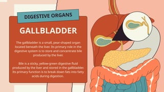DIGESTIVE ORGANS
The gallbladder is a small, pear-shaped organ
located beneath the liver. Its primary role in the
digestive system is to store and concentrate bile
produced by the liver.
Bile is a sticky, yellow-green digestive fluid
produced by the liver and stored in the gallbladder.
Its primary function is to break down fats into fatty
acids during digestion.
GALLBLADDER
 