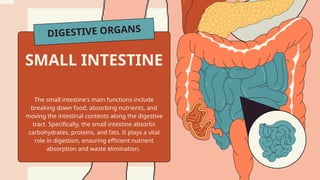 DIGESTIVE ORGANS
The small intestine's main functions include
breaking down food, absorbing nutrients, and
moving the intestinal contents along the digestive
tract. Specifically, the small intestine absorbs
carbohydrates, proteins, and fats. It plays a vital
role in digestion, ensuring efficient nutrient
absorption and waste elimination.
SMALL INTESTINE
 