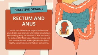 DIGESTIVE ORGANS
The rectum connects the large intestine to the
anus. It acts as a reservoir where stool accumulates
before being ready for elimination. The anus marks
the exit point for food waste. Muscles, nerves, and
mucous membranes work together to facilitate
healthy bowel movements that you can control.
RECTUM AND
ANUS
 