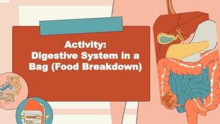 Activity:
Digestive System in a
Bag (Food Breakdown)
 