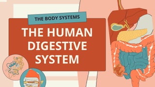 THE HUMAN
DIGESTIVE
SYSTEM
THE BODY SYSTEMS
 