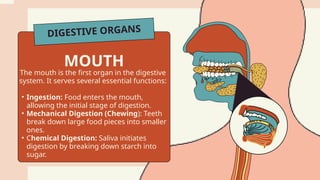 DIGESTIVE ORGANS
The mouth is the first organ in the digestive
system. It serves several essential functions:
• Ingestion: Food enters the mouth,
allowing the initial stage of digestion.
• Mechanical Digestion (Chewing): Teeth
break down large food pieces into smaller
ones.
• Chemical Digestion: Saliva initiates
digestion by breaking down starch into
sugar.
MOUTH
 