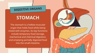 The Digestive System Science Educational Presentation in Dark Orange ...