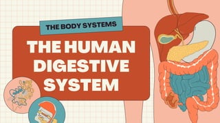 Comprehensive Overview of the Human Digestive System and Its Functions ...