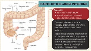 Comprehensive Overview of the Human Digestive System and Its Functions ...