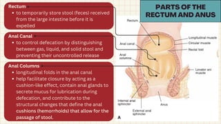 Stool Function Comprehensive Overview of the Human Digestive System and Its Functions ...