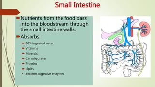 Small Intestine
Nutrients from the food pass
into the bloodstream through
the small intestine walls.
Absorbs:
 80% ingested water
 Vitamins
 Minerals
 Carbohydrates
 Proteins
 Lipids
• Secretes digestive enzymes
 