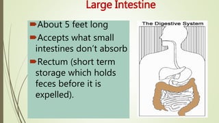 Large Intestine
About 5 feet long
Accepts what small
intestines don’t absorb
Rectum (short term
storage which holds
feces before it is
expelled).
 