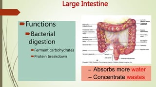 Large Intestine
Functions
Bacterial
digestion
Ferment carbohydrates
Protein breakdown
– Absorbs more water
– Concentrate wastes
 