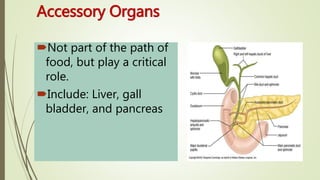 Accessory Organs
Not part of the path of
food, but play a critical
role.
Include: Liver, gall
bladder, and pancreas
 