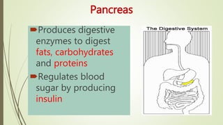 Pancreas
Produces digestive
enzymes to digest
fats, carbohydrates
and proteins
Regulates blood
sugar by producing
insulin
 
