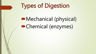 Types of Digestion
Mechanical (physical)
Chemical (enzymes)
 