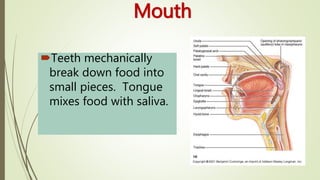 Mouth
Teeth mechanically
break down food into
small pieces. Tongue
mixes food with saliva.
 