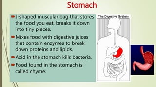 Stomach
J-shaped muscular bag that stores
the food you eat, breaks it down
into tiny pieces.
Mixes food with digestive juices
that contain enzymes to break
down proteins and lipids.
Acid in the stomach kills bacteria.
Food found in the stomach is
called chyme.
 