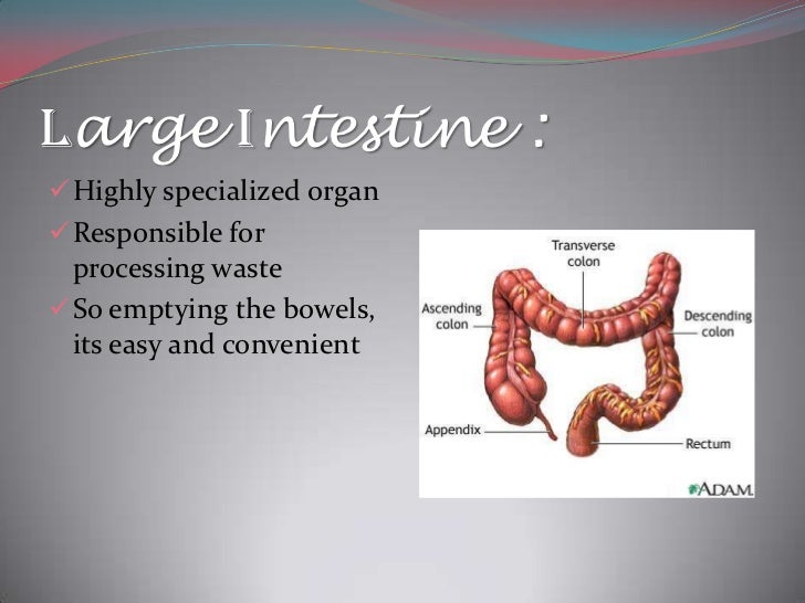 The digestive sytem