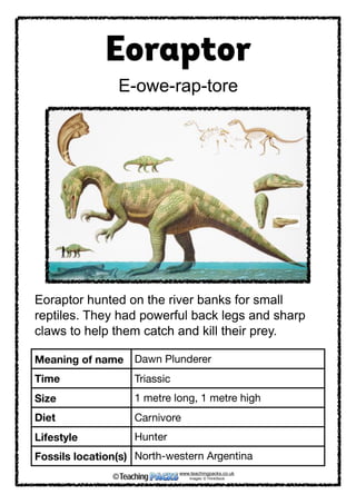  
Eoraptor
Eoraptor hunted on the river banks for small
reptiles. They had powerful back legs and sharp
claws to help them catch and kill their prey.
E-owe-rap-tore
Meaning of name Dawn Plunderer
Time Triassic
Size 1 metre long, 1 metre high
Diet Carnivore
Lifestyle Hunter
Fossils location(s) North-western Argentina
www.teachingpacks.co.uk
Images: © ThinkStock©
 