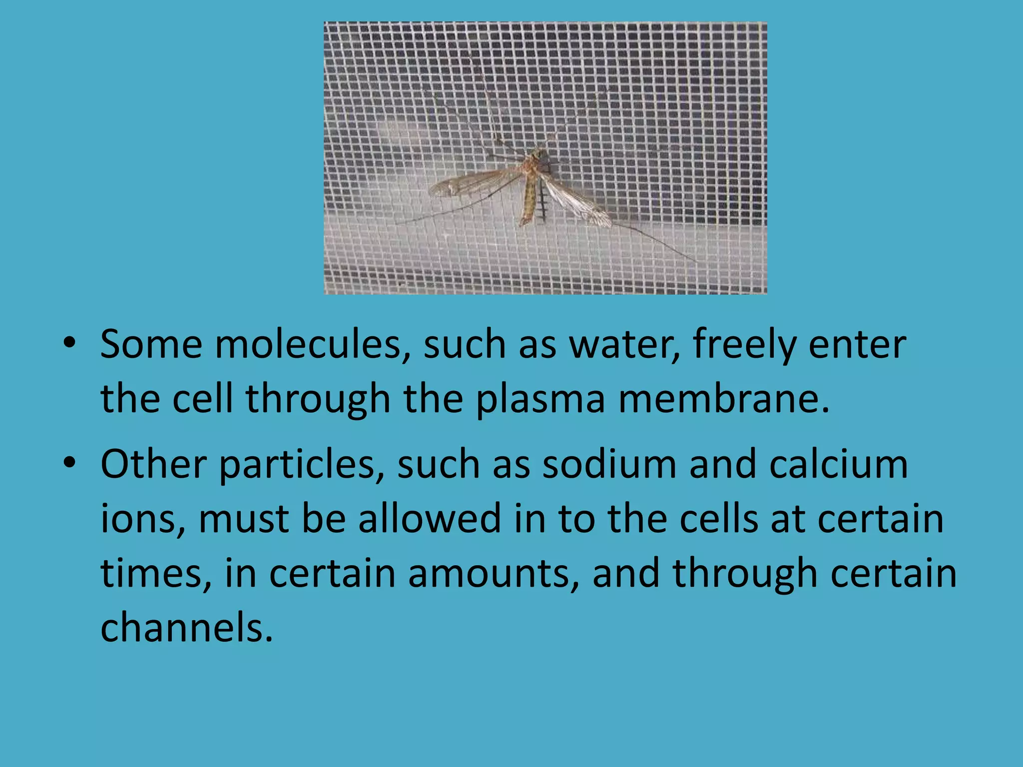• Some molecules, such as water, freely enter
the cell through the plasma membrane.
• Other particles, such as sodium and calcium
ions, must be allowed in to the cells at certain
times, in certain amounts, and through certain
channels.

 