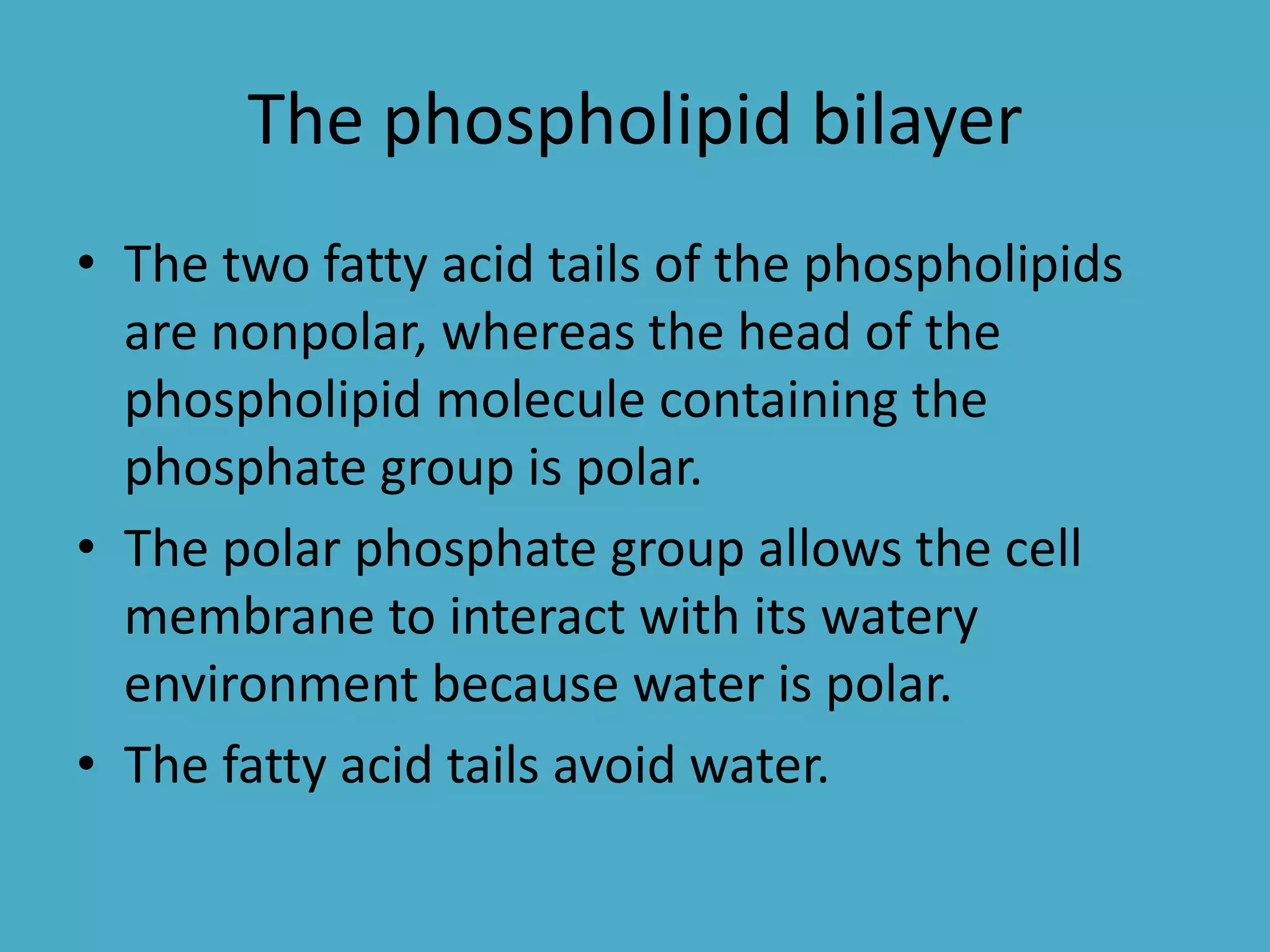 The phospholipid bilayer
• The two fatty acid tails of the phospholipids
are nonpolar, whereas the head of the
phospholipid molecule containing the
phosphate group is polar.
• The polar phosphate group allows the cell
membrane to interact with its watery
environment because water is polar.
• The fatty acid tails avoid water.

 