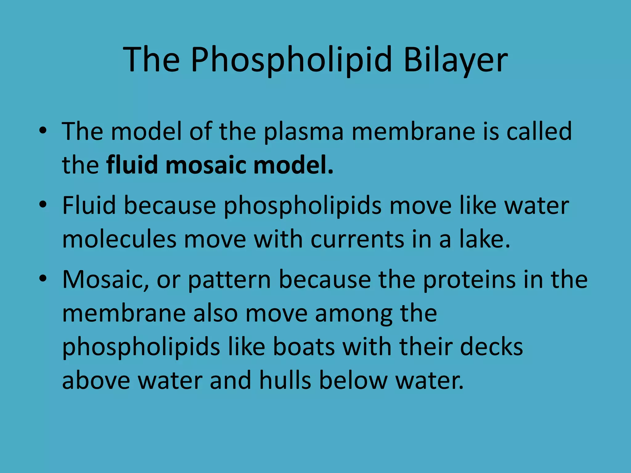 The Phospholipid Bilayer
• The model of the plasma membrane is called
the fluid mosaic model.
• Fluid because phospholipids move like water
molecules move with currents in a lake.
• Mosaic, or pattern because the proteins in the
membrane also move among the
phospholipids like boats with their decks
above water and hulls below water.

 