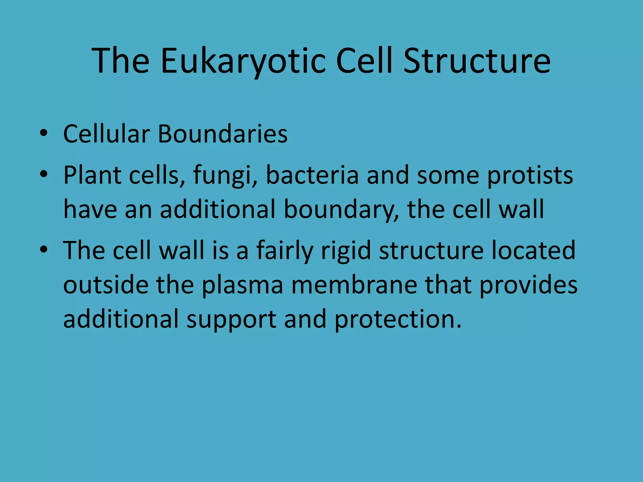 The Eukaryotic Cell Structure
• Cellular Boundaries
• Plant cells, fungi, bacteria and some protists
have an additional boundary, the cell wall
• The cell wall is a fairly rigid structure located
outside the plasma membrane that provides
additional support and protection.

 