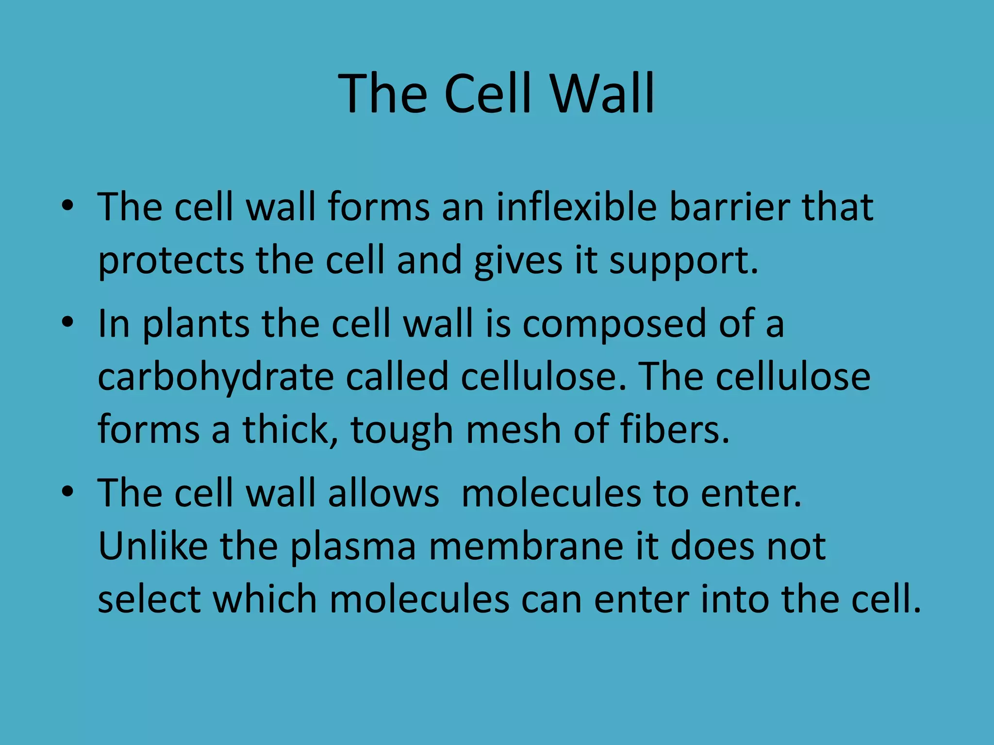 The Cell Wall
• The cell wall forms an inflexible barrier that
protects the cell and gives it support.
• In plants the cell wall is composed of a
carbohydrate called cellulose. The cellulose
forms a thick, tough mesh of fibers.
• The cell wall allows molecules to enter.
Unlike the plasma membrane it does not
select which molecules can enter into the cell.

 